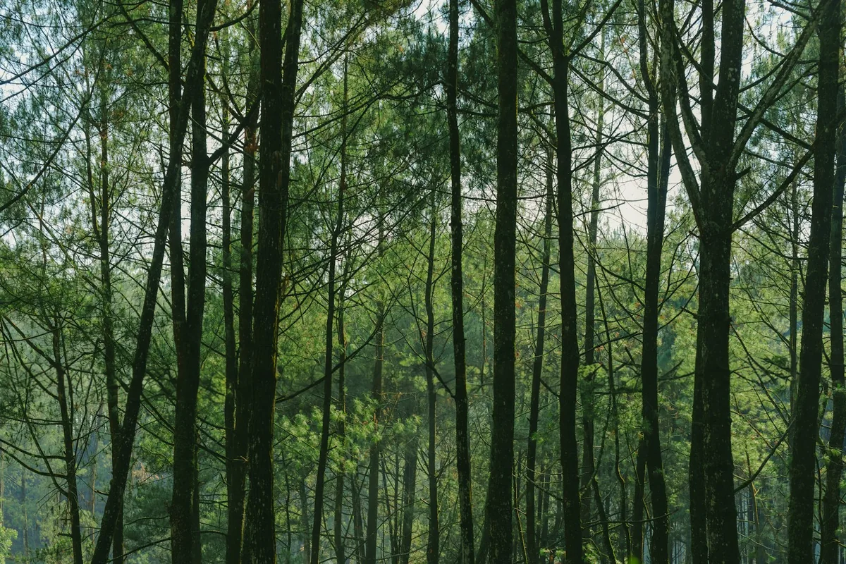 Bandung Highland Nature Escape